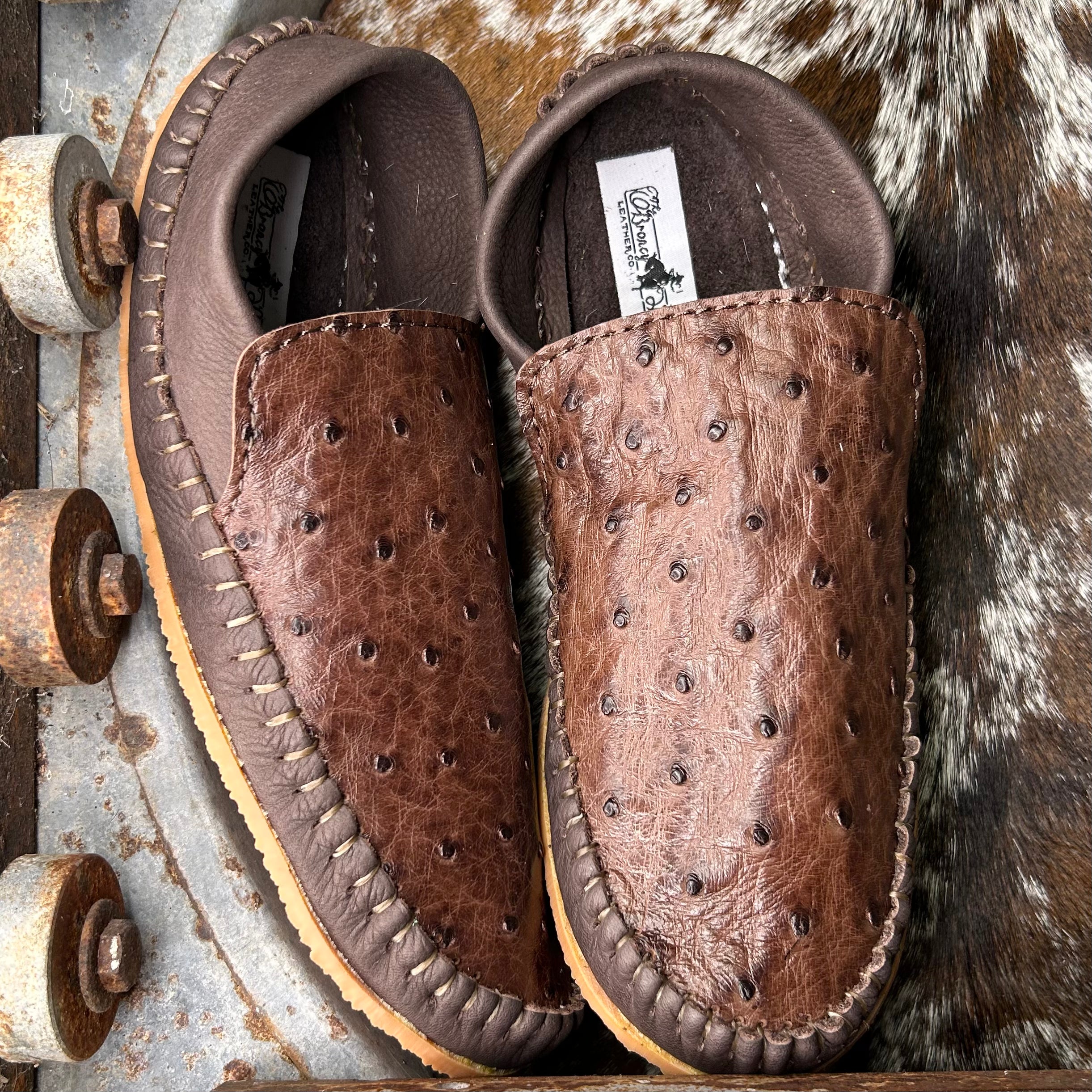 Ostrich Dayworkers (Size 7)